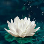 Porte-Encens en Céramique – Encensoir Minimaliste Lotus pour Méditation & Relaxation